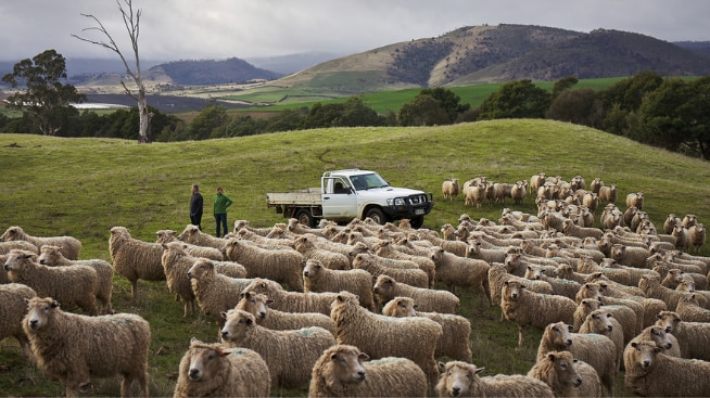 Tasmanian farm