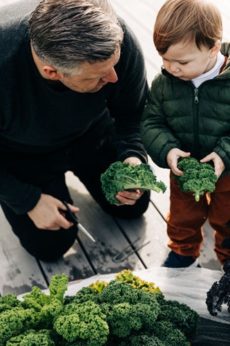 Massimo Mele picking curly kale with his son